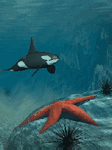 pic for Orca Underwater